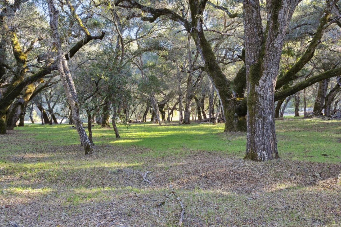 11 Arroyo Sequoia