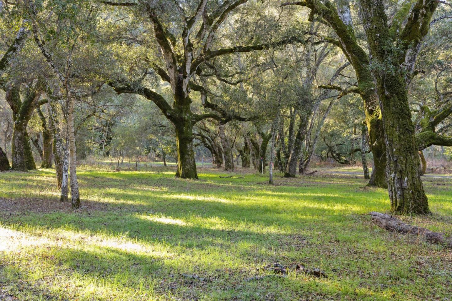 11 Arroyo Sequoia