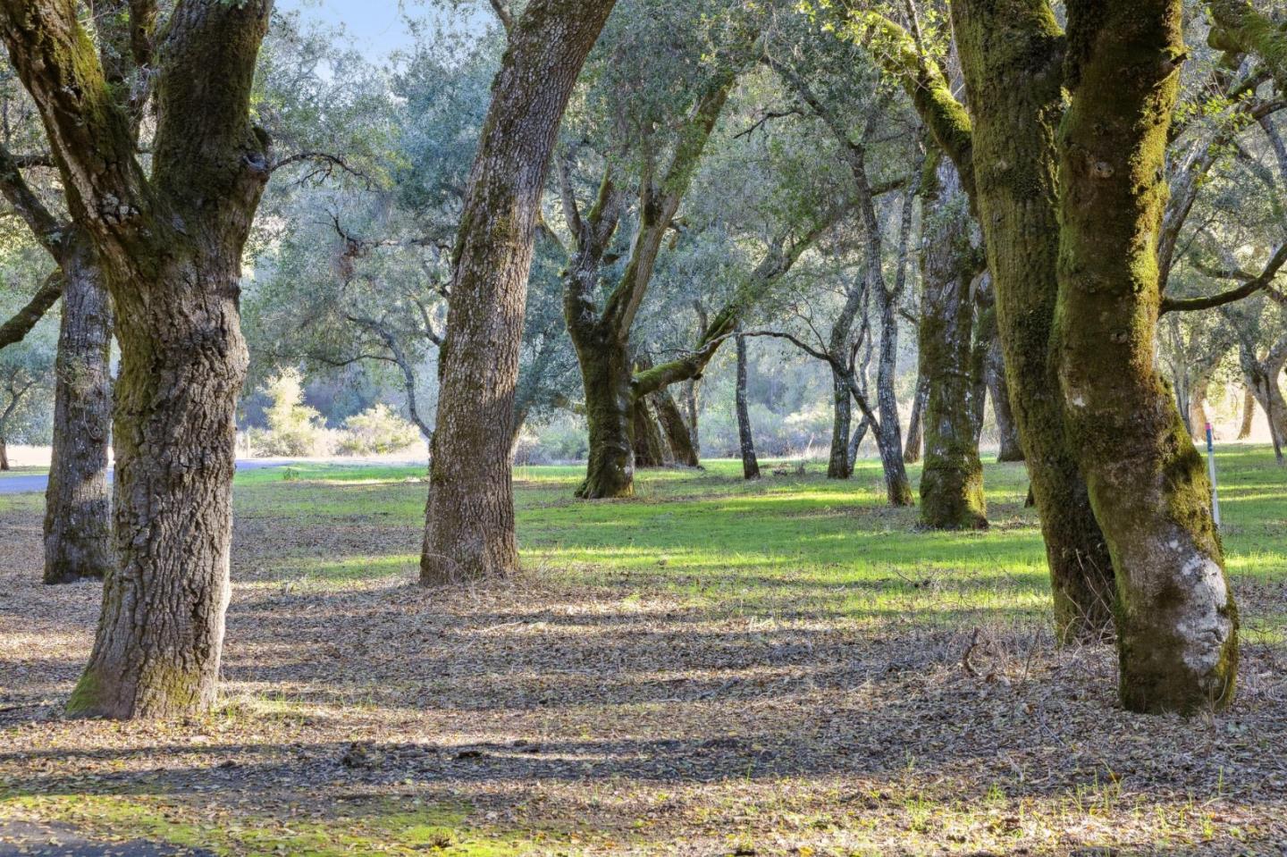 Mature oak trees shade a grassy, leaf-strewn property.