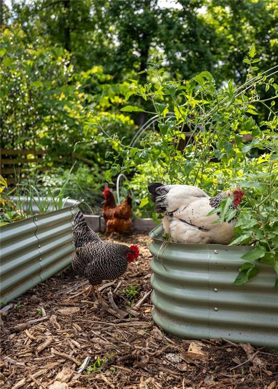 Backyard garden with chickens beside corrugated metal raised beds and dense greenery.