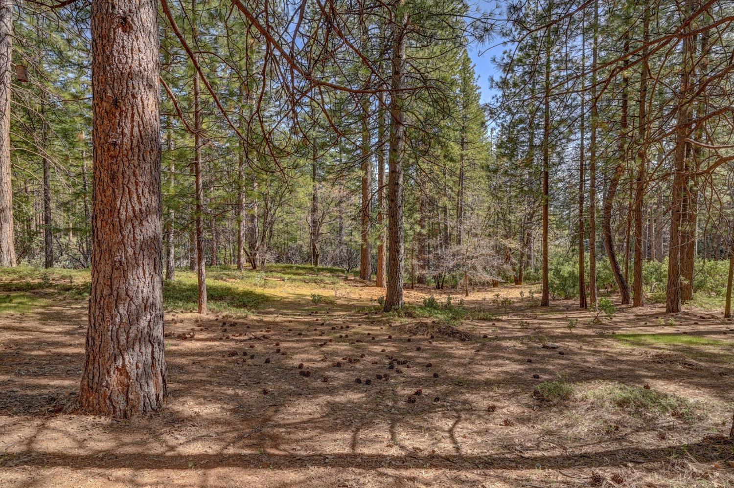 3025 Black Bear Drive