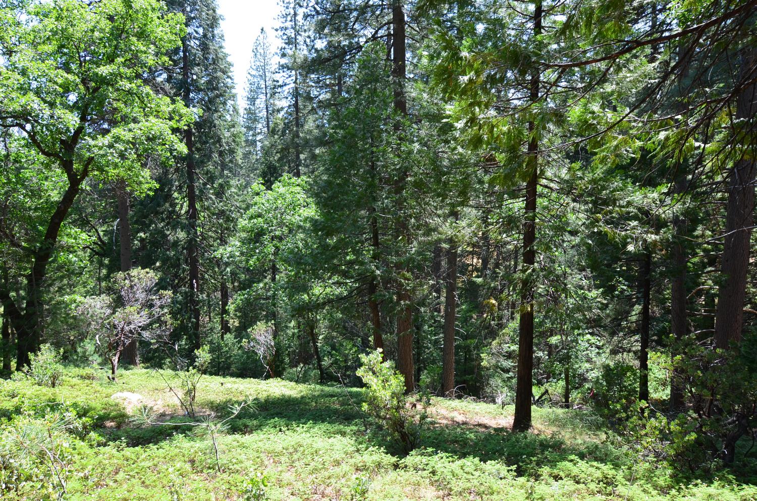 2768 El Dorado Drive
