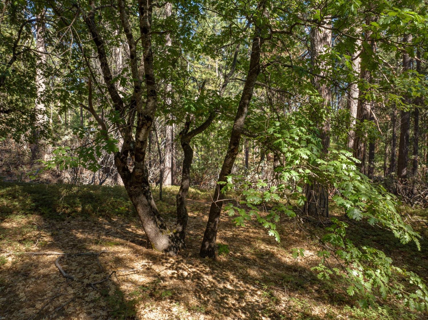 3003 Black Bear Drive