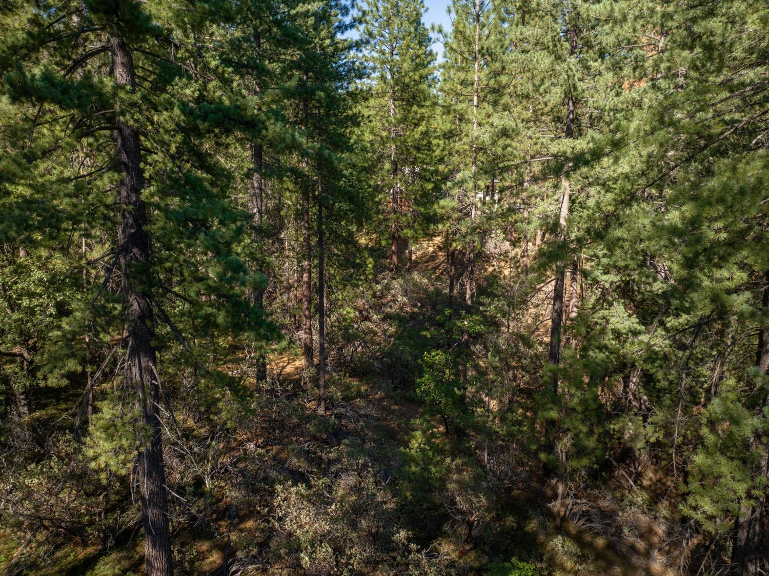 3003 Black Bear Drive