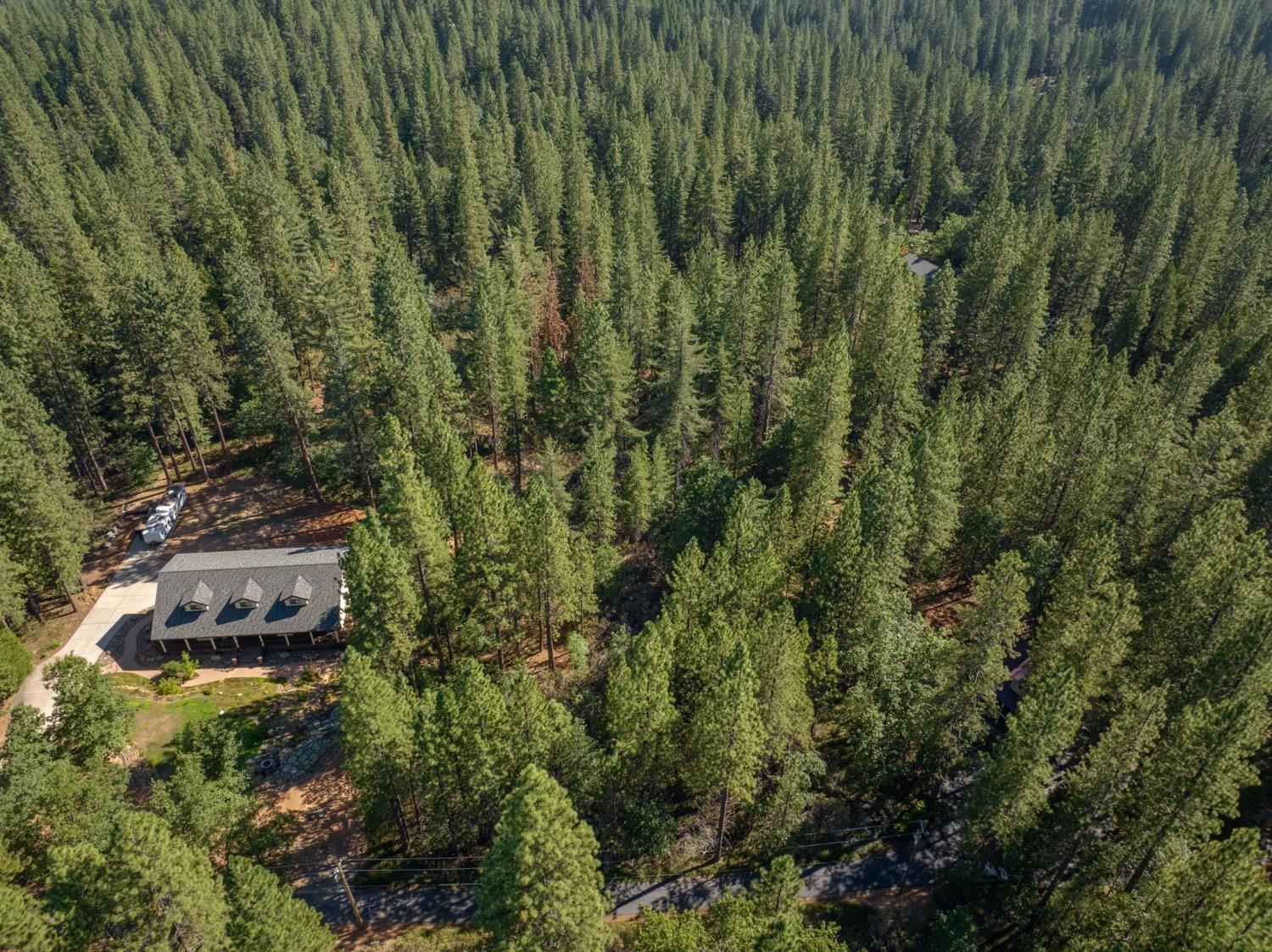 3003 Black Bear Drive