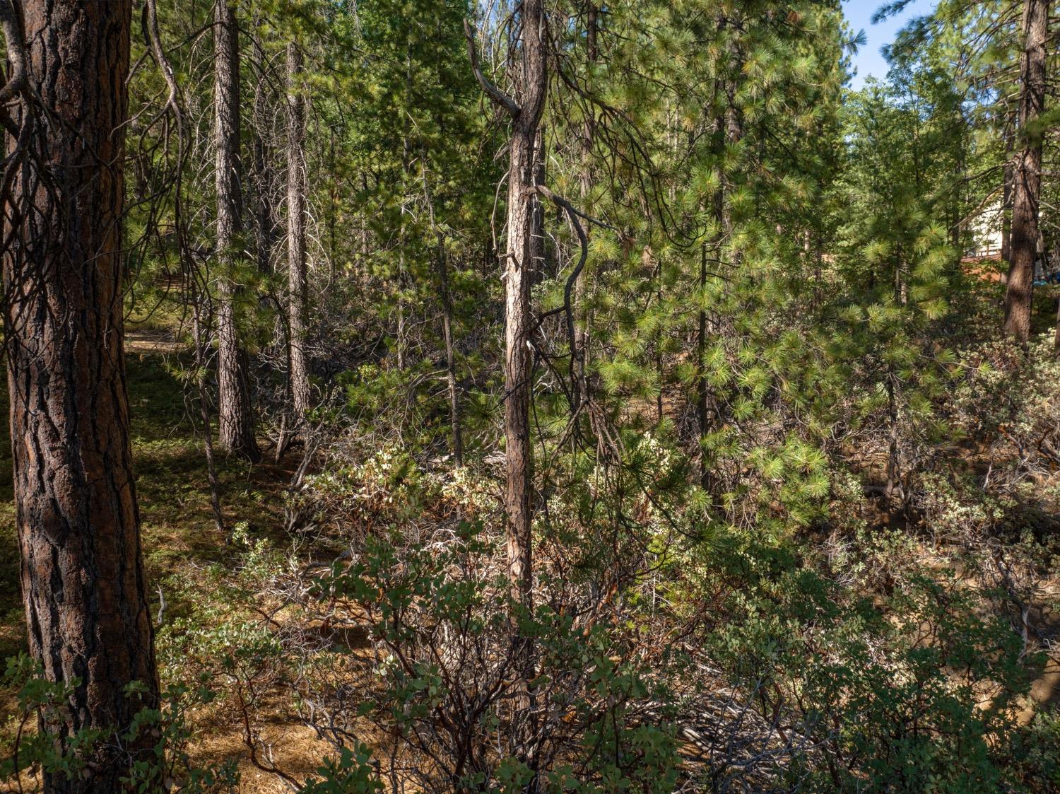 3003 Black Bear Drive