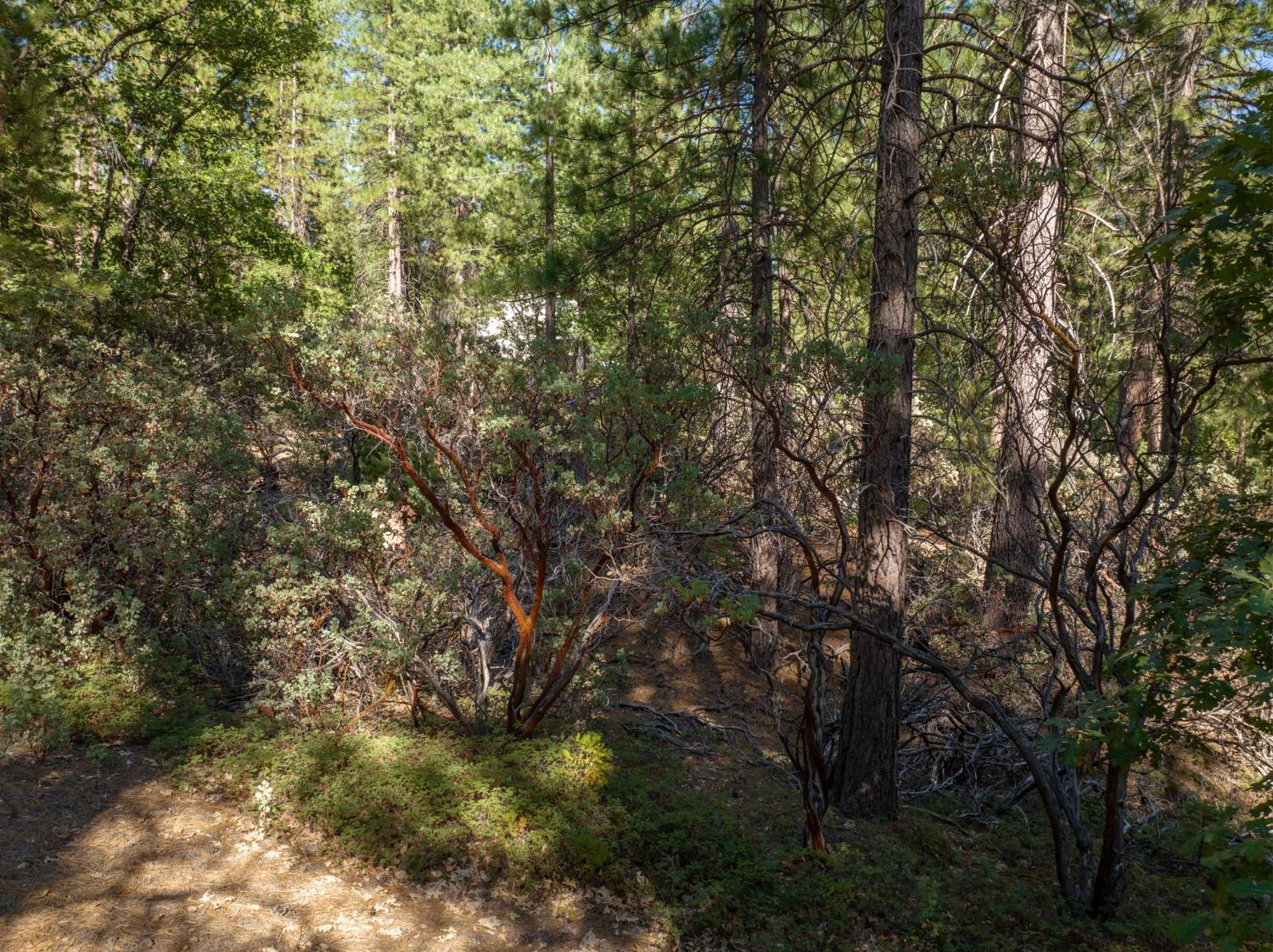3003 Black Bear Drive