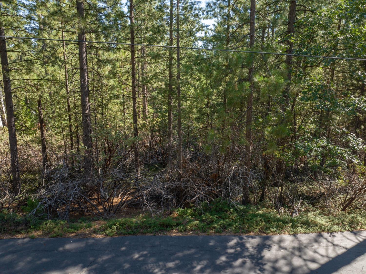 3003 Black Bear Drive