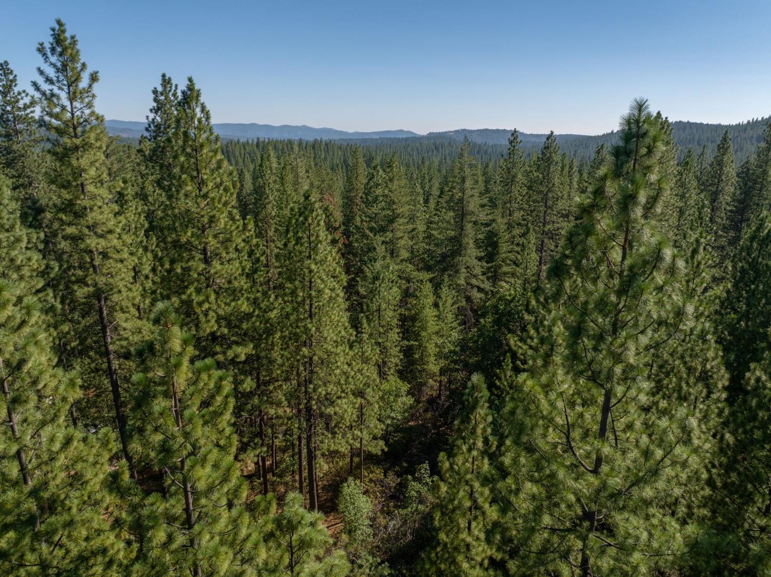 3003 Black Bear Drive