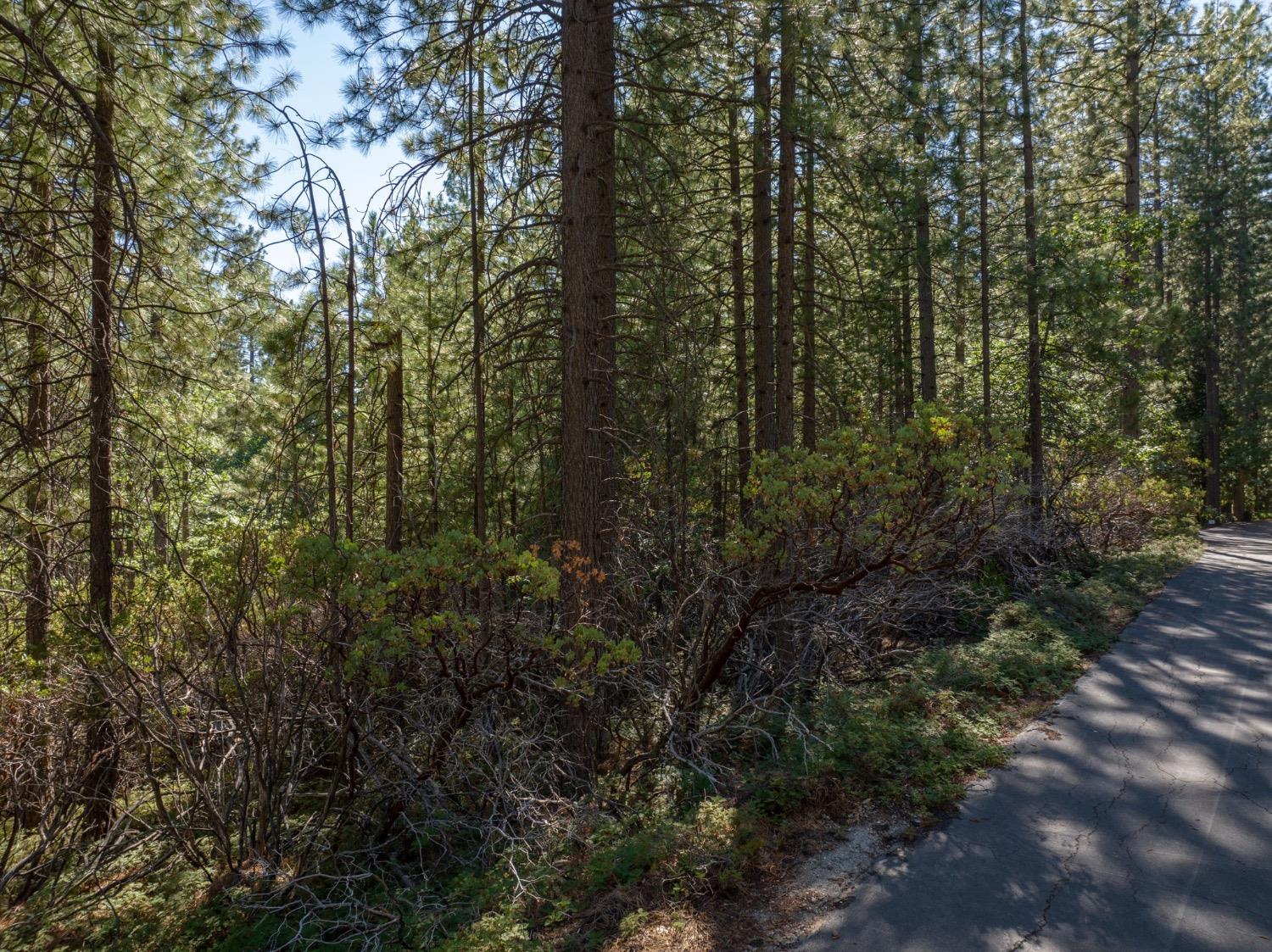 3003 Black Bear Drive