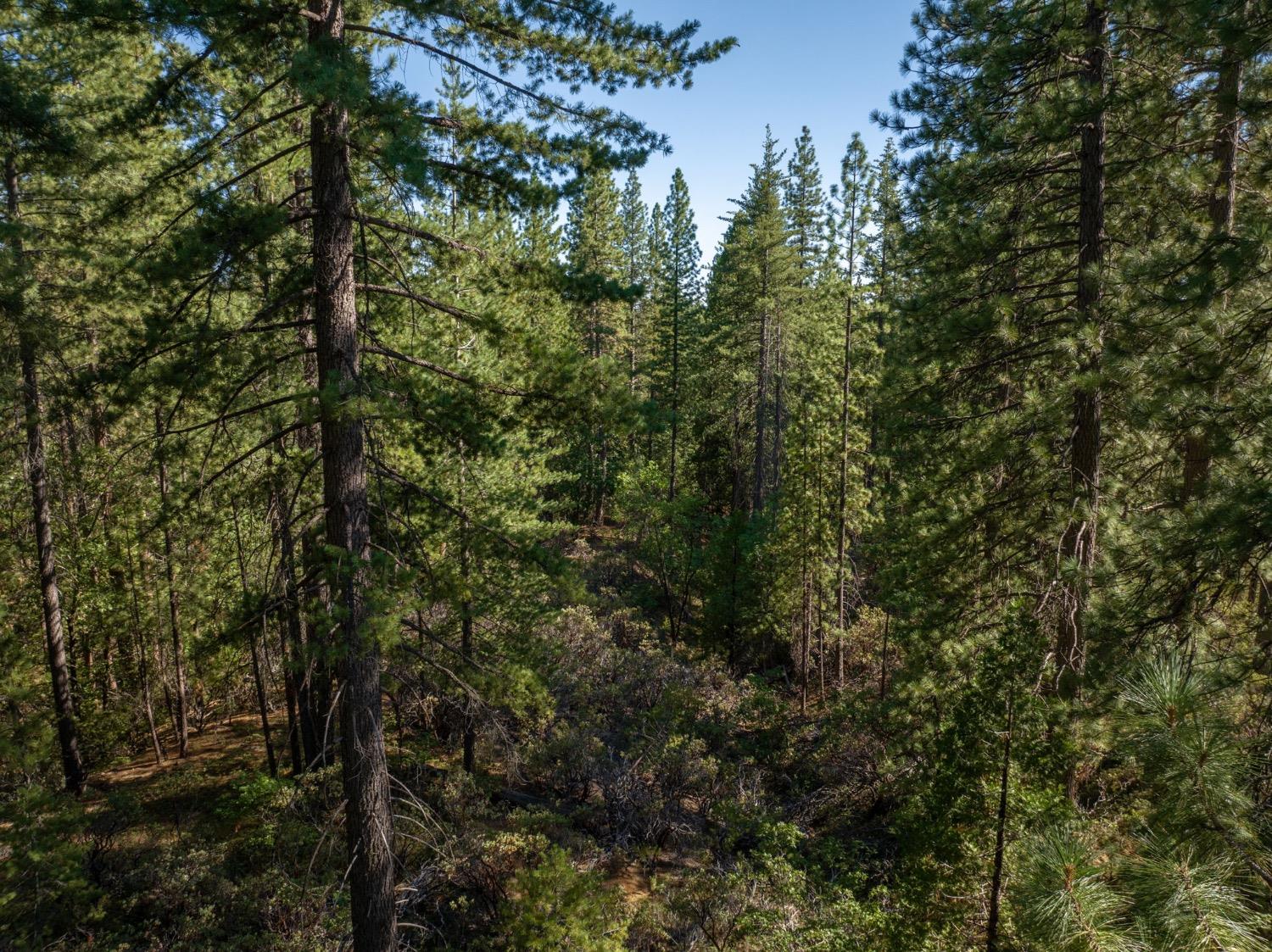 3003 Black Bear Drive
