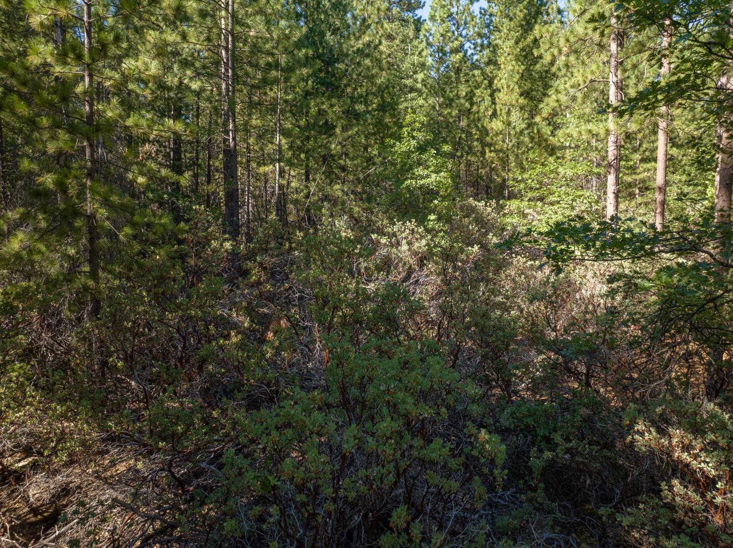 3003 Black Bear Drive