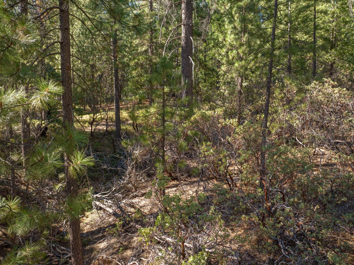 3003 Black Bear Drive