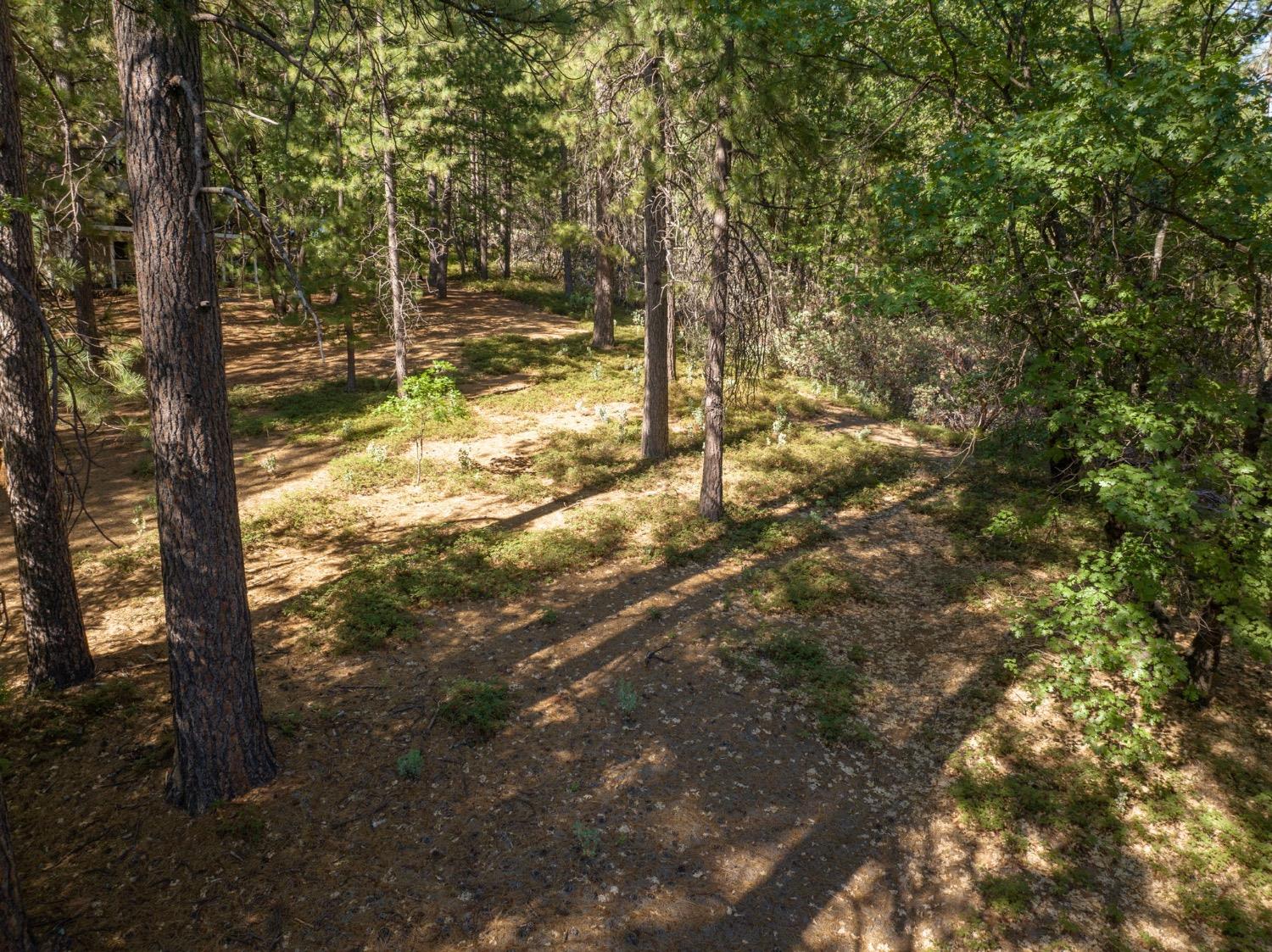 3003 Black Bear Drive