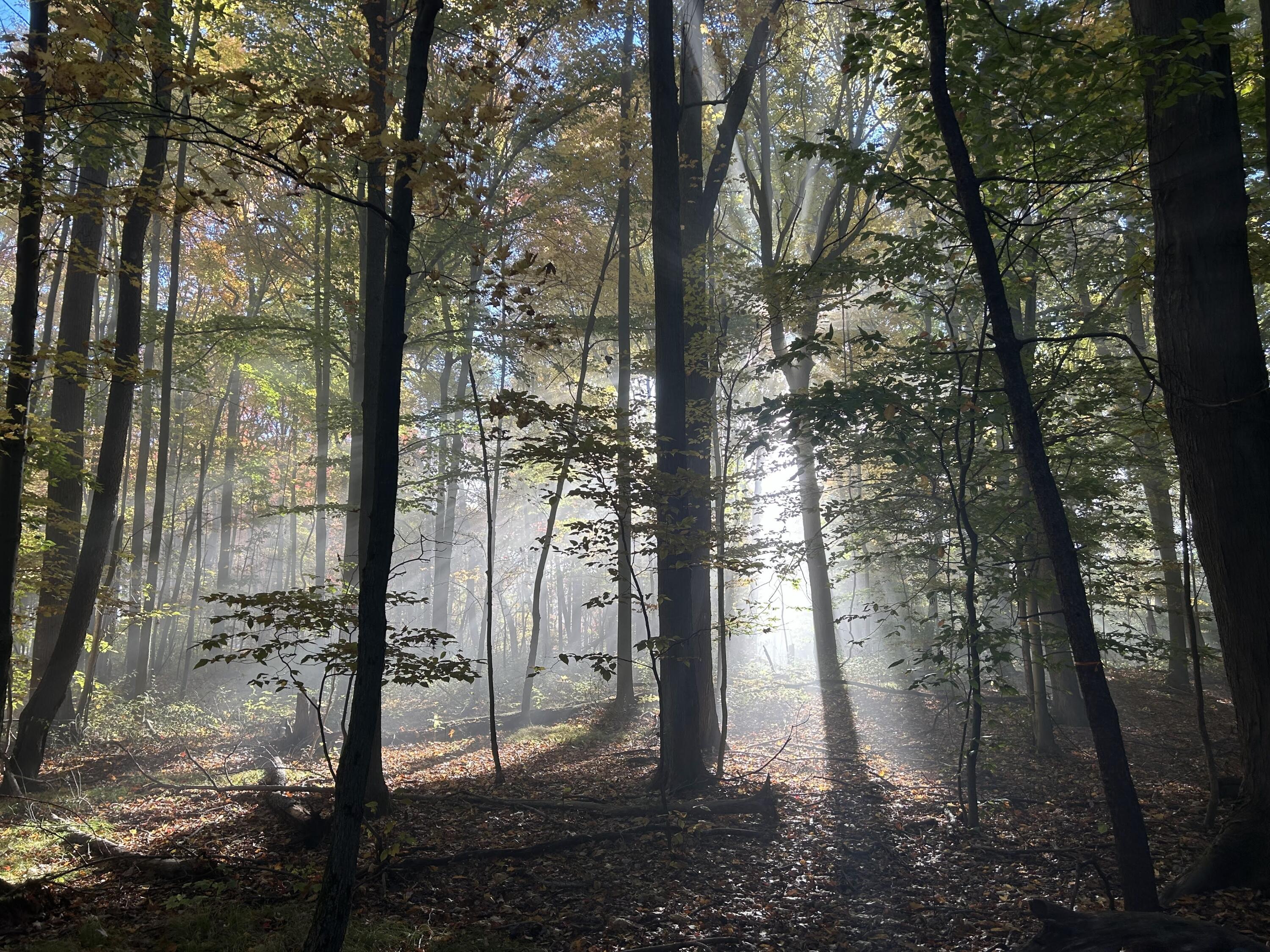 11180 Hart Street NE