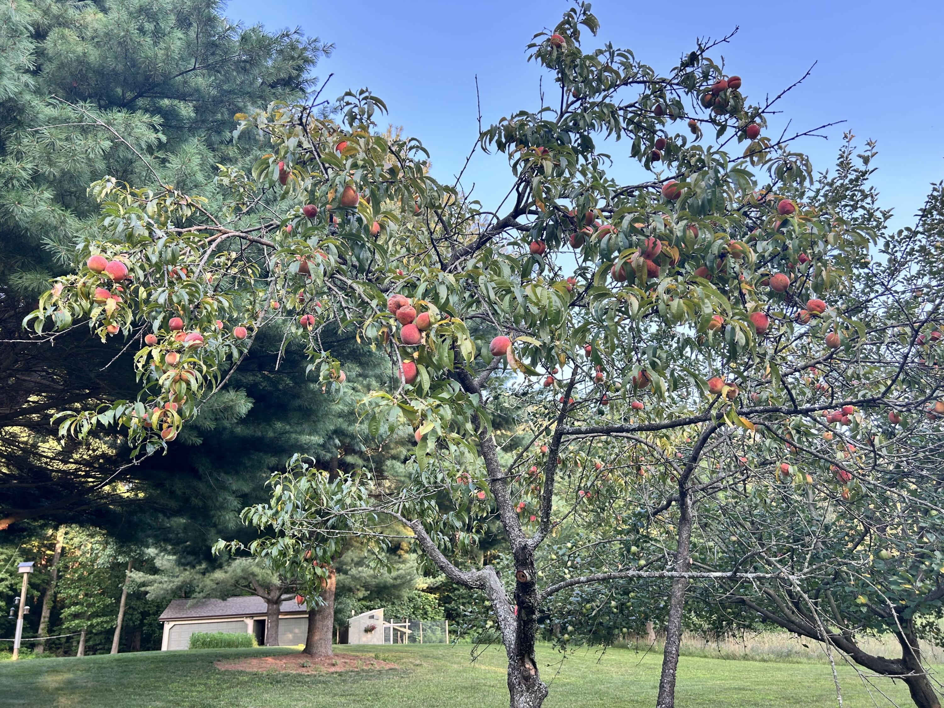 11180 Hart Street NE