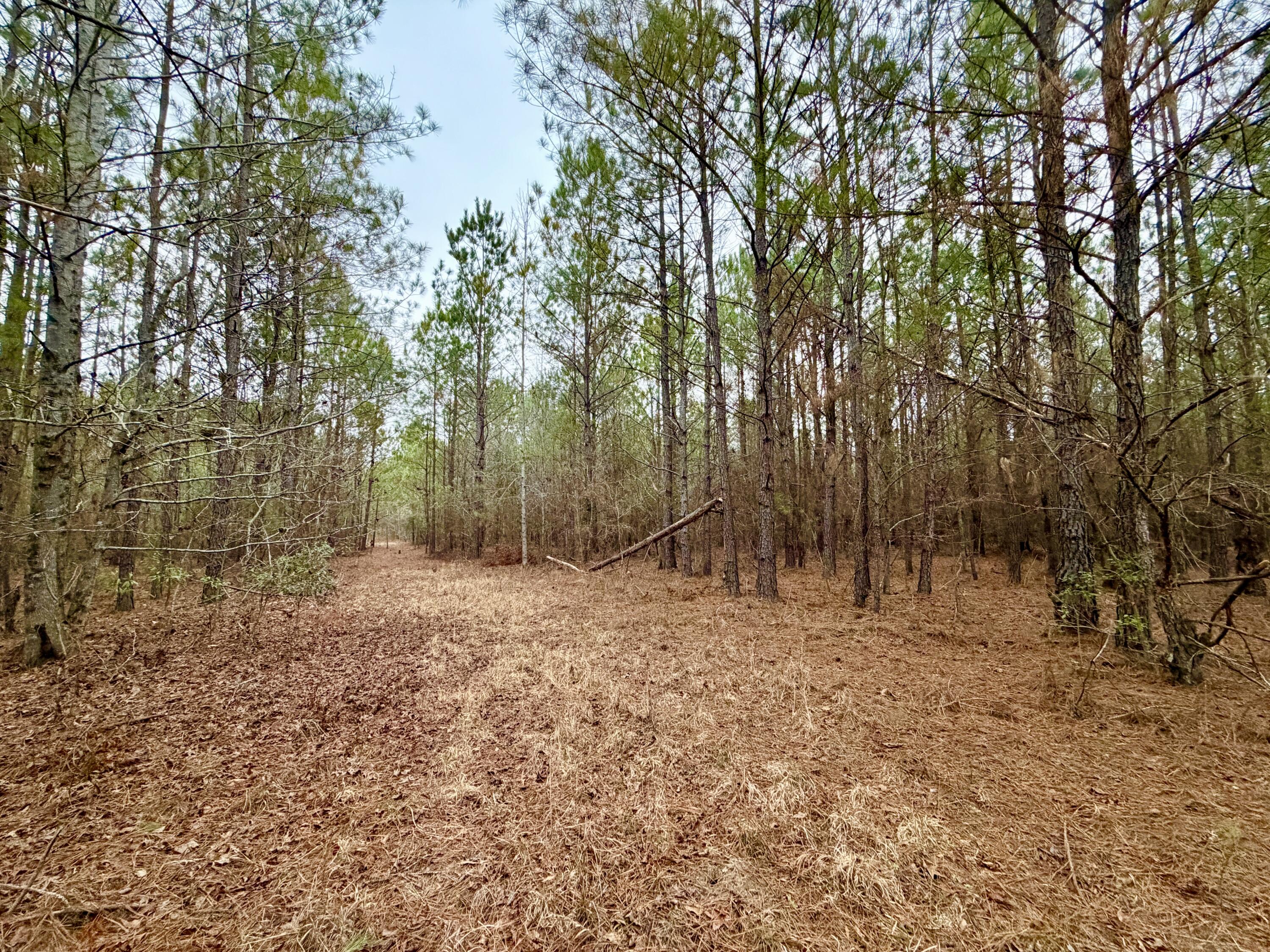19.3 Acres Ga-305