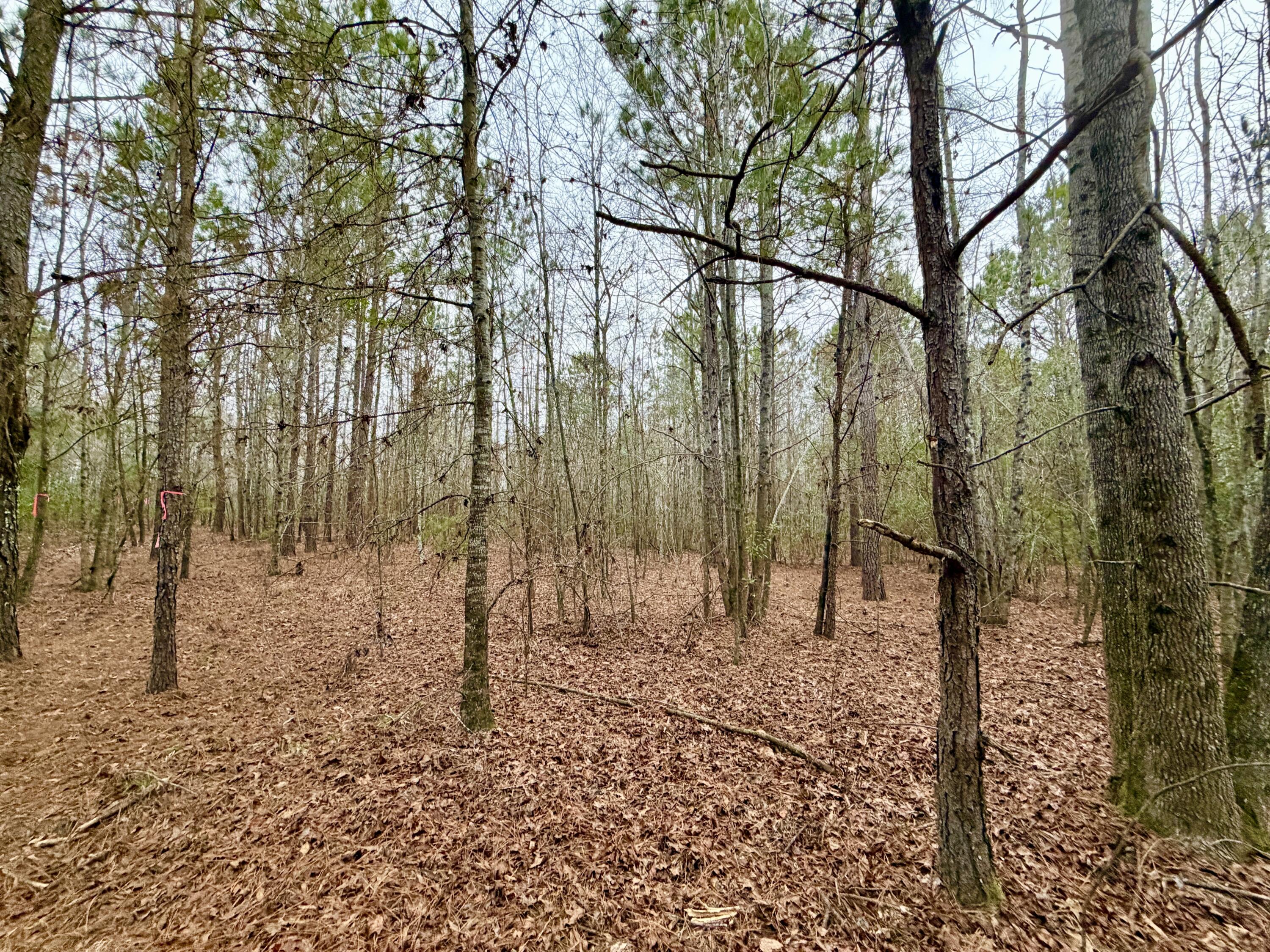 19.3 Acres Ga-305