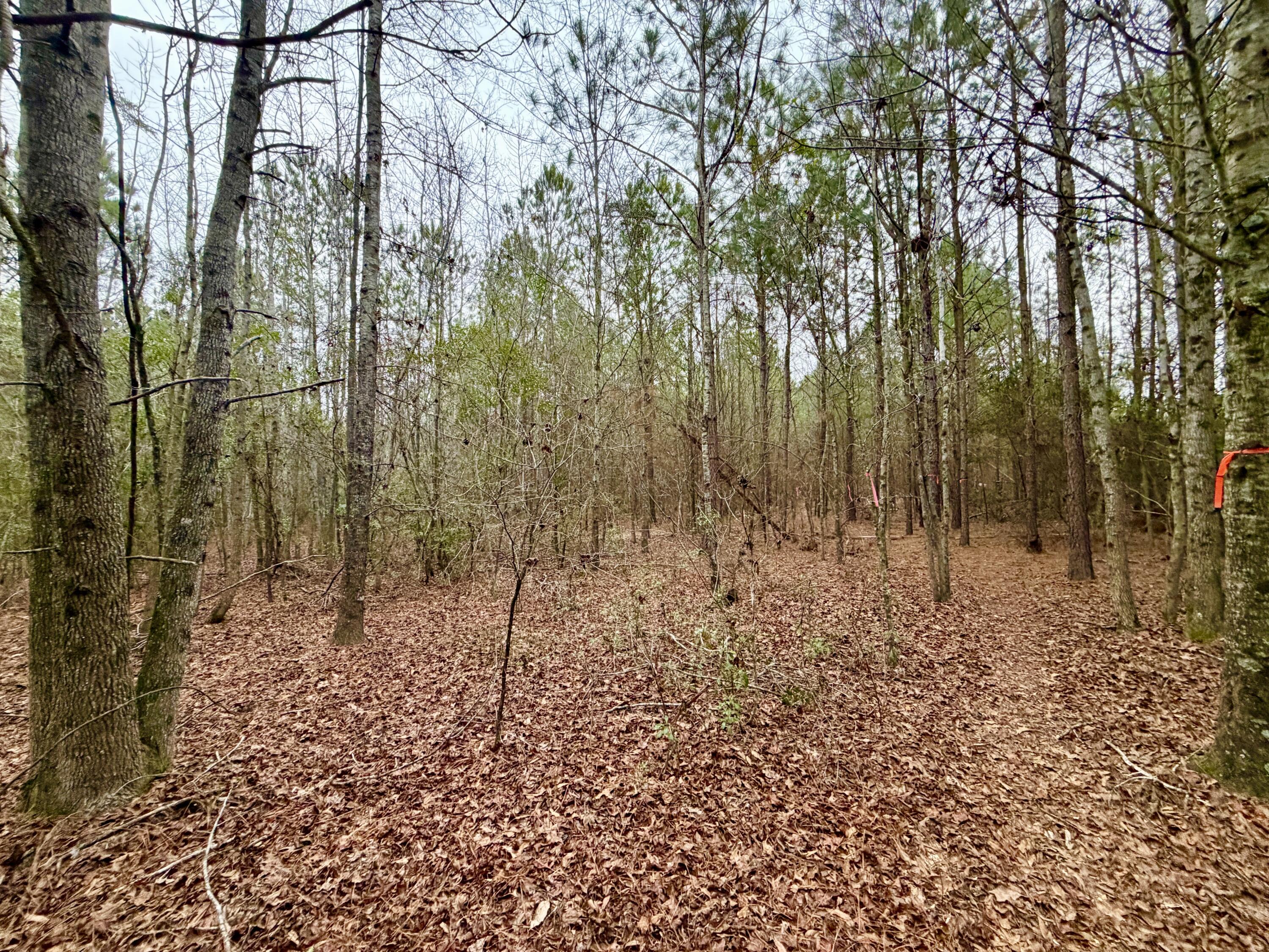 19.3 Acres Ga-305