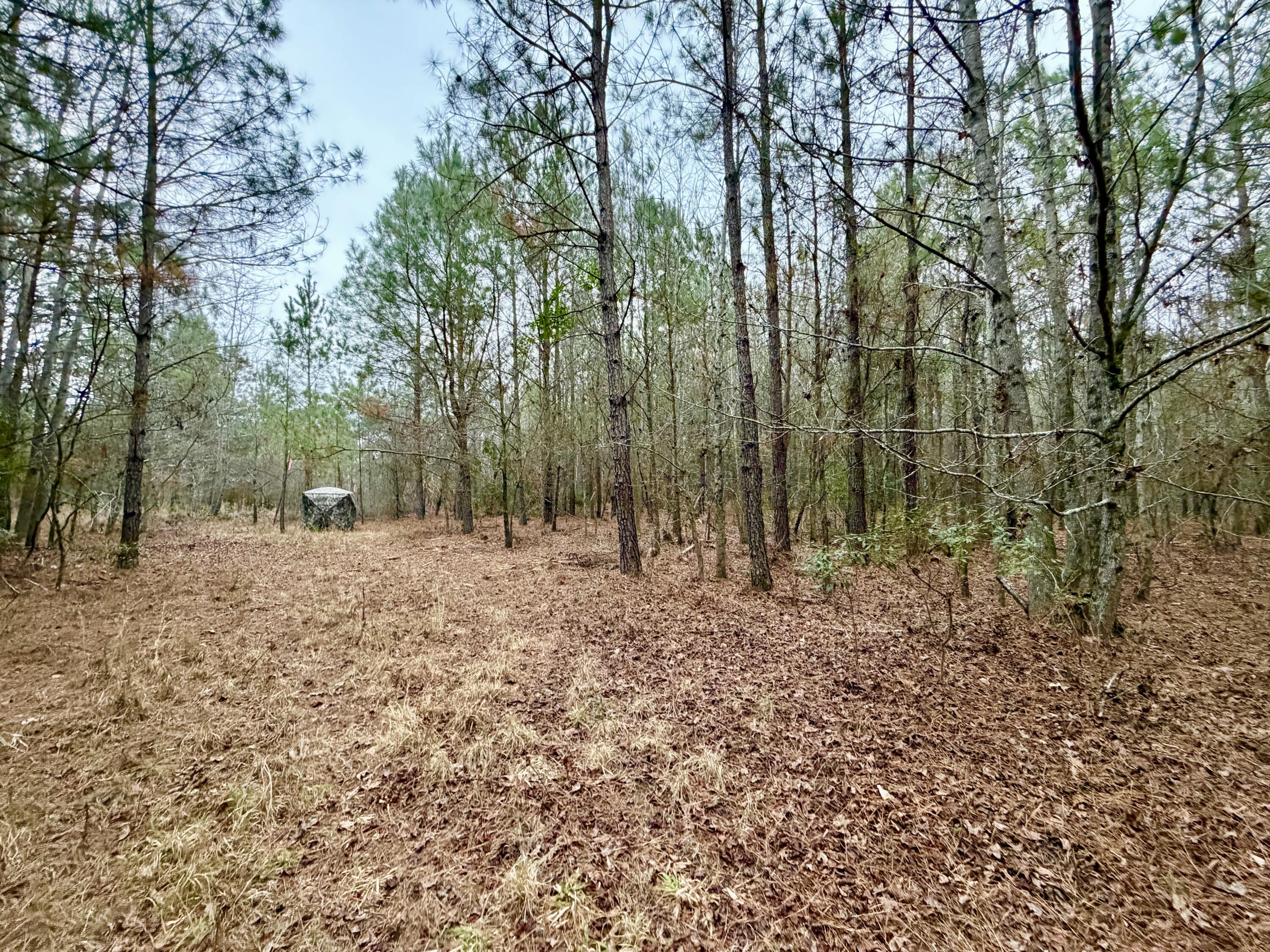 19.3 Acres Ga-305