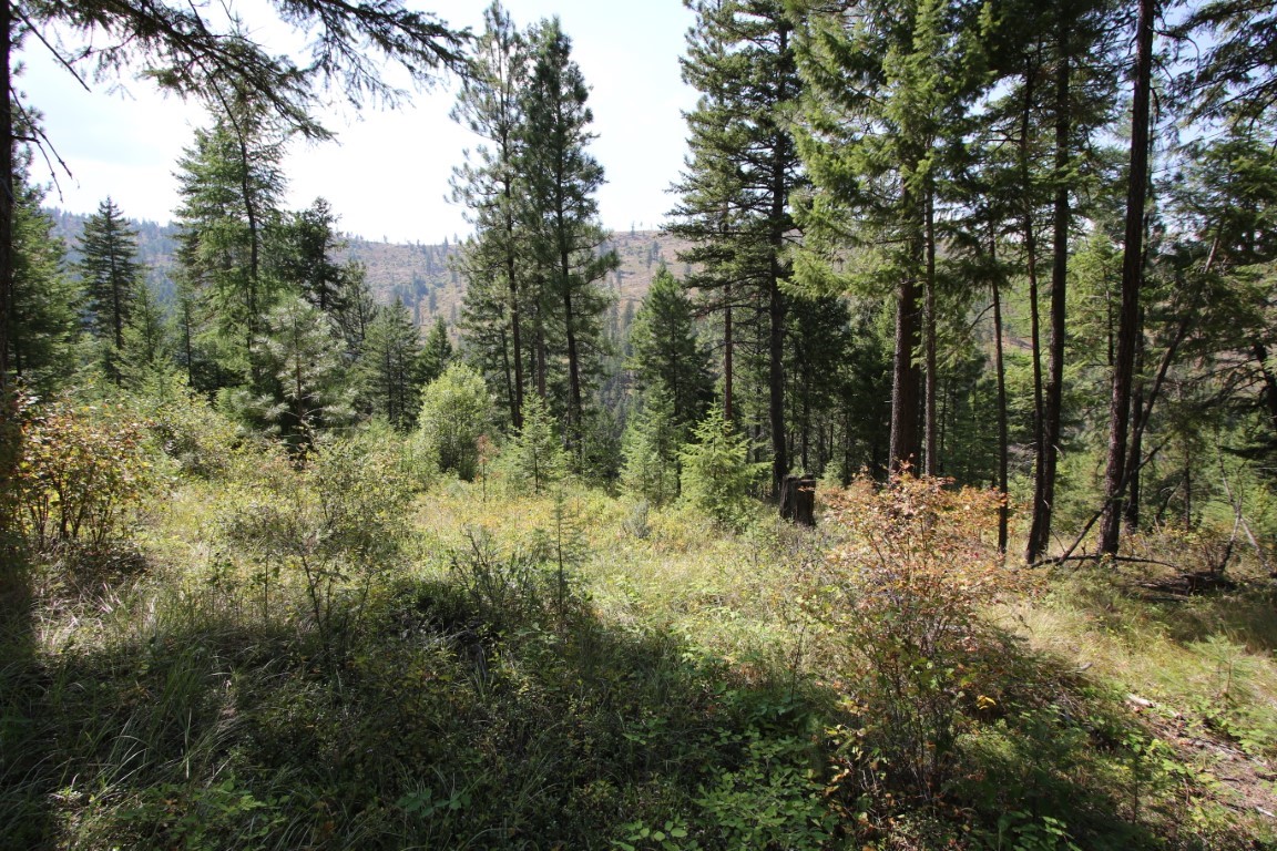 NHN E Fork Combest Creek