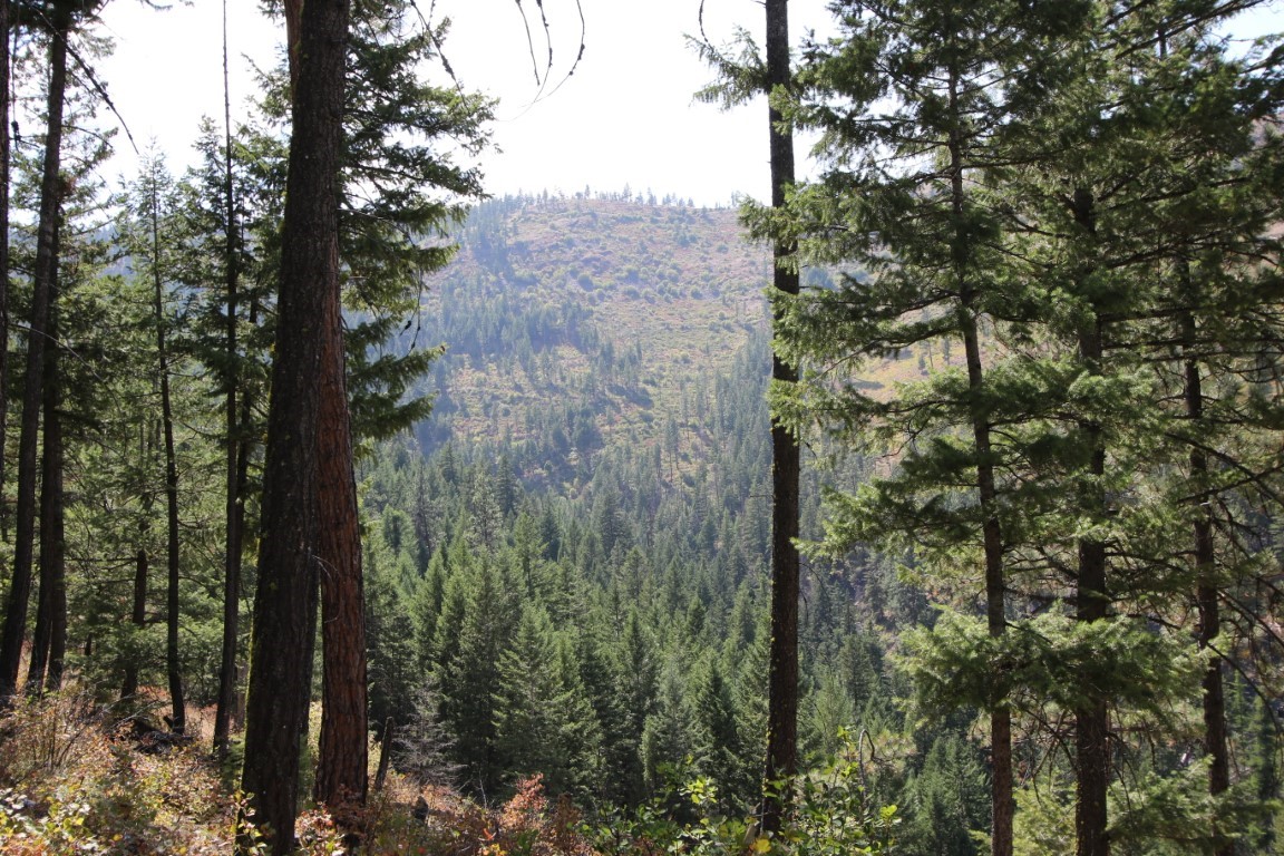 NHN E Fork Combest Creek