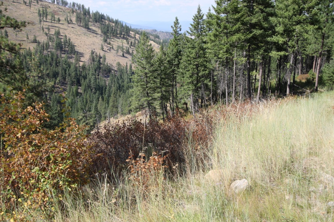 NHN E Fork Combest Creek