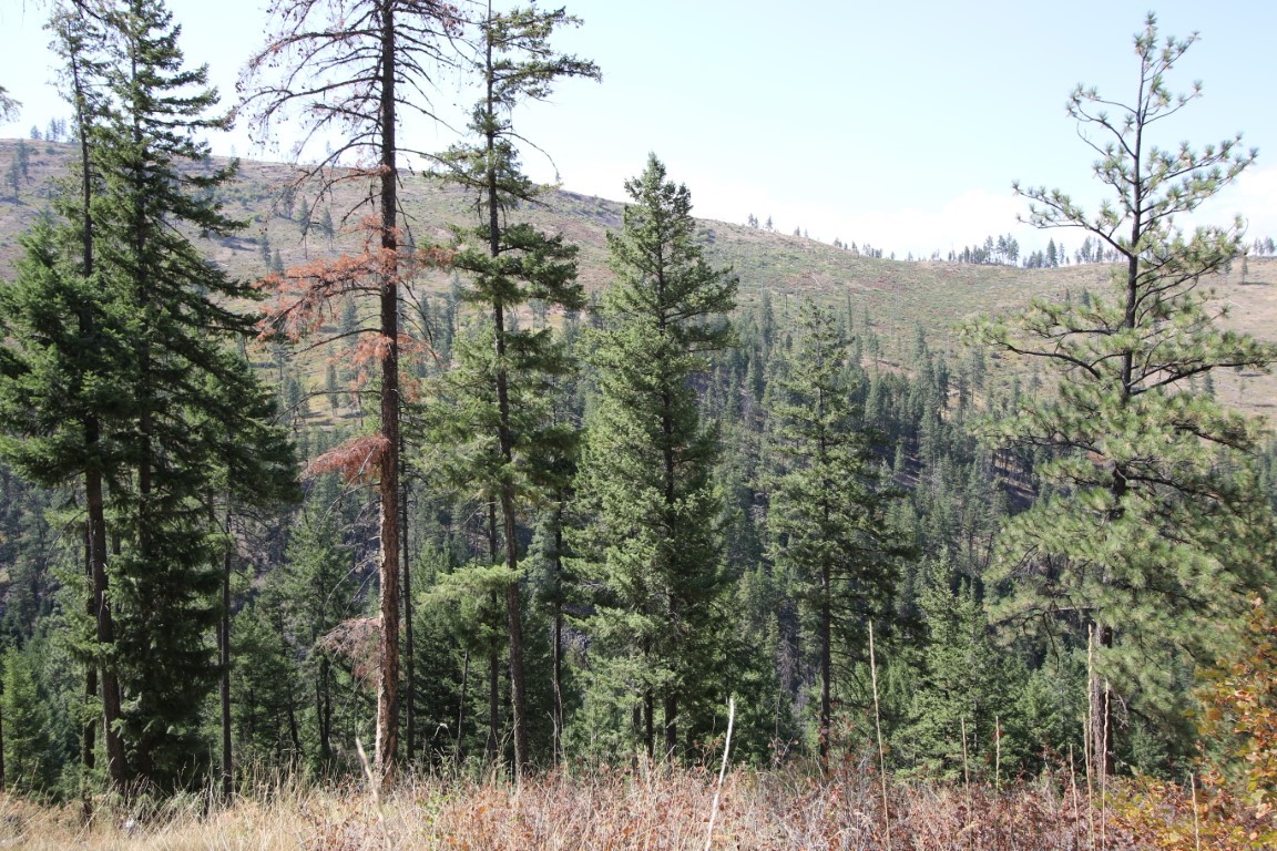 NHN E Fork Combest Creek