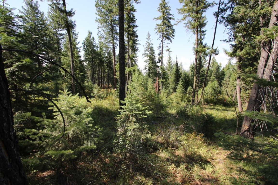 NHN E Fork Combest Creek