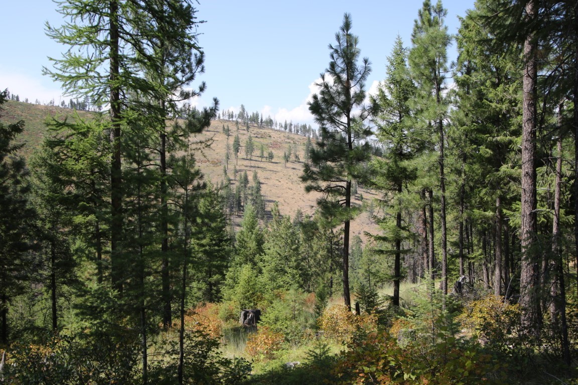 NHN E Fork Combest Creek