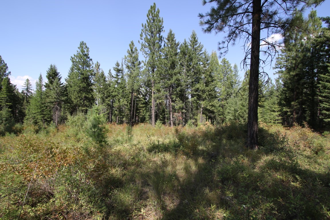 NHN E Fork Combest Creek