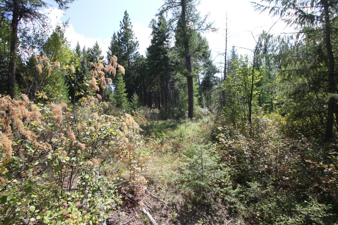 NHN E Fork Combest Creek