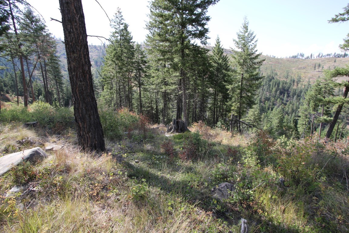 NHN E Fork Combest Creek