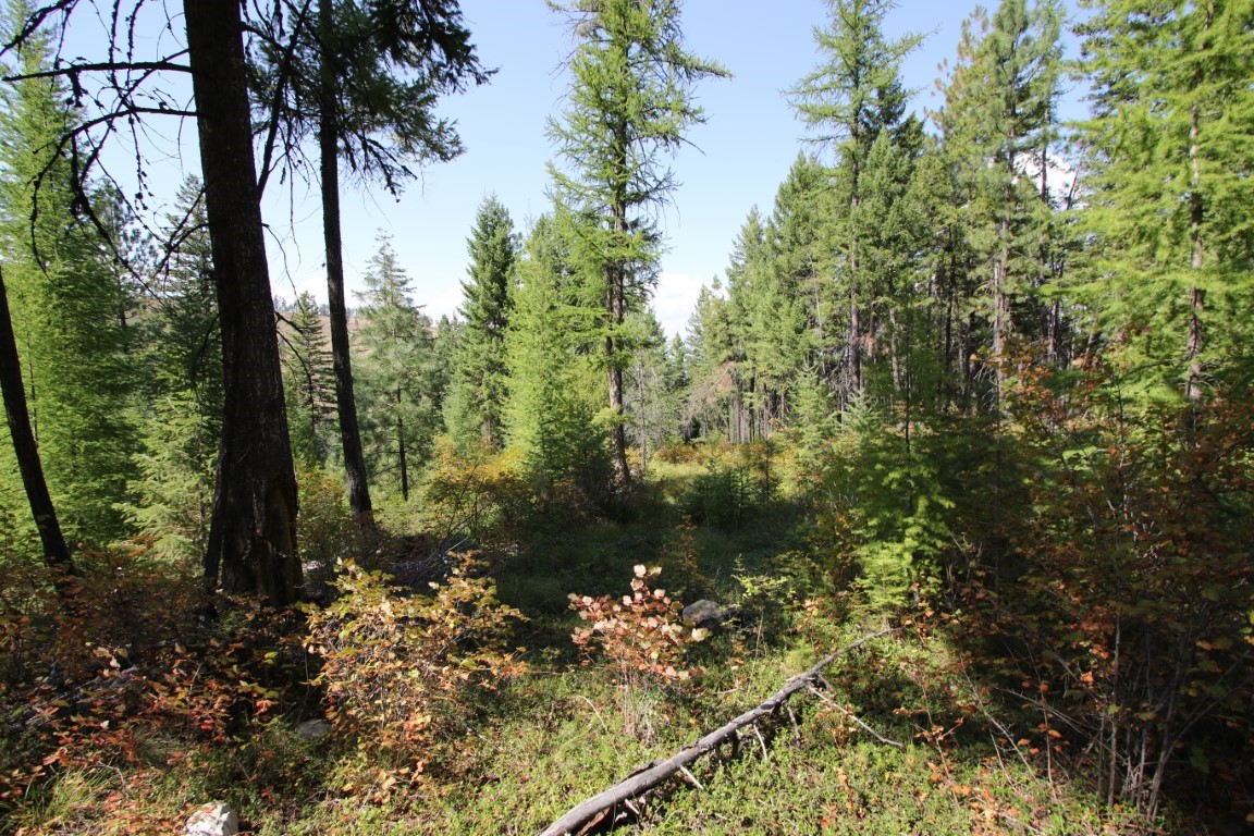 NHN E Fork Combest Creek