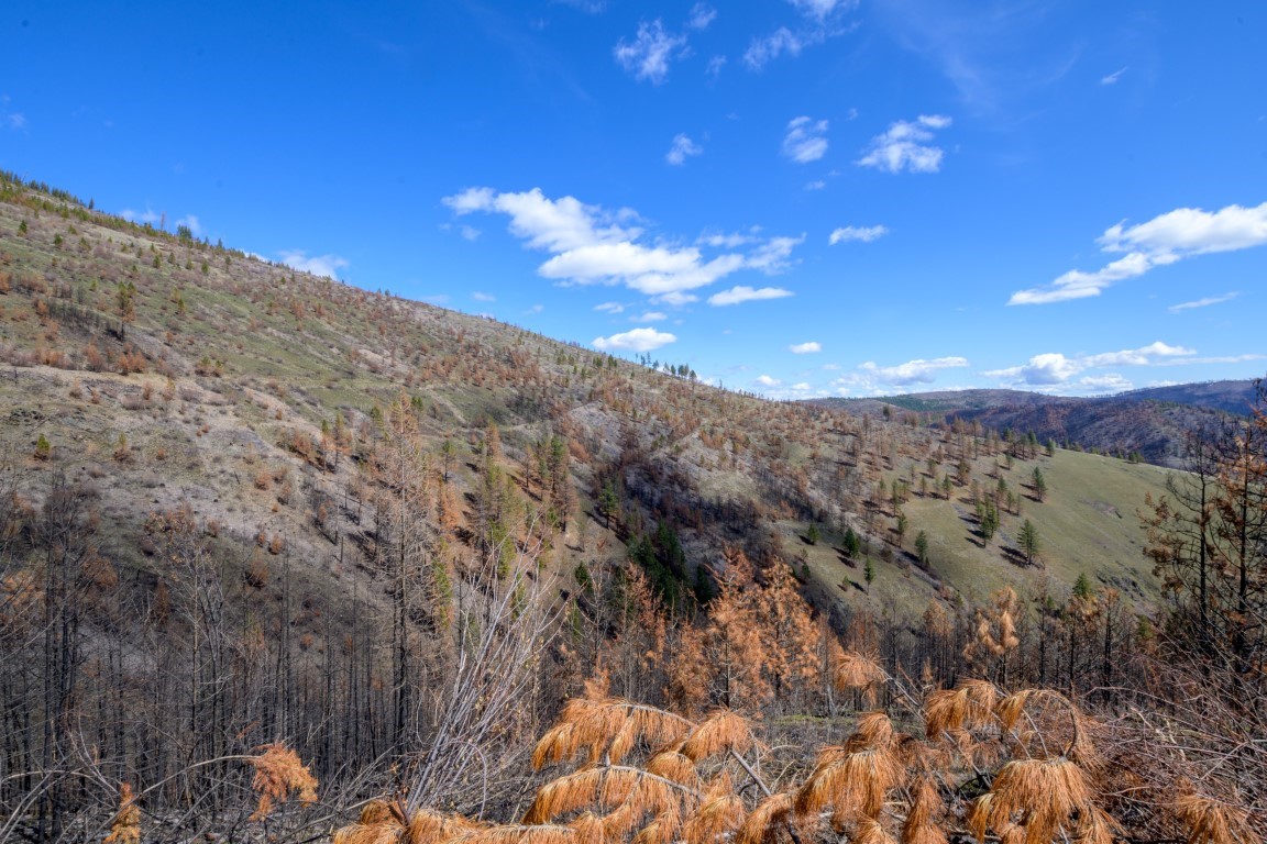 NHN McLaughlin Creek Road