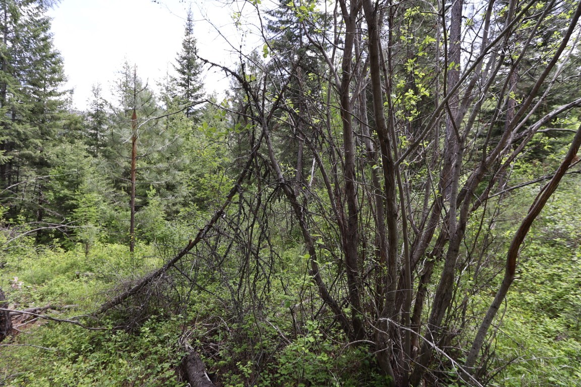 NHN Tract 1B E Fork Combest Creek Road