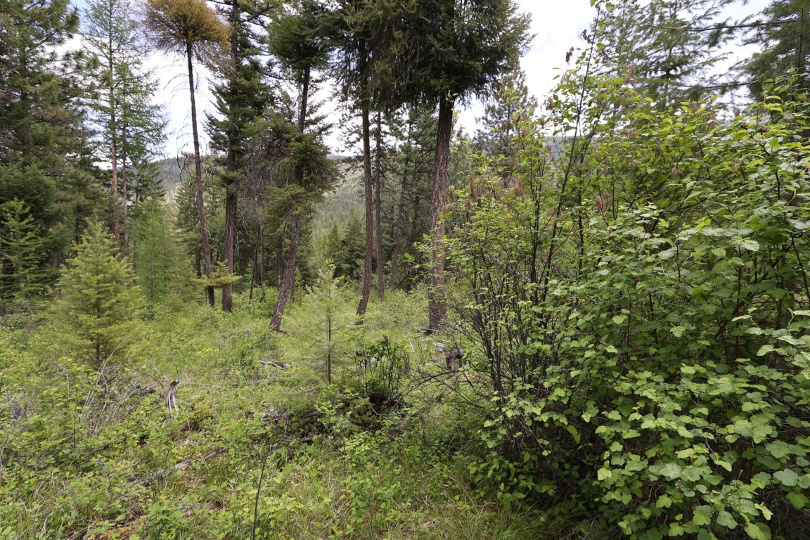 NHN Tract 1B E Fork Combest Creek Road