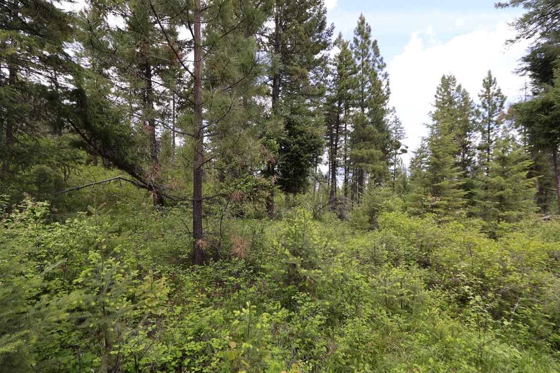 Wooded land with dense undergrowth and tall evergreen trees.
