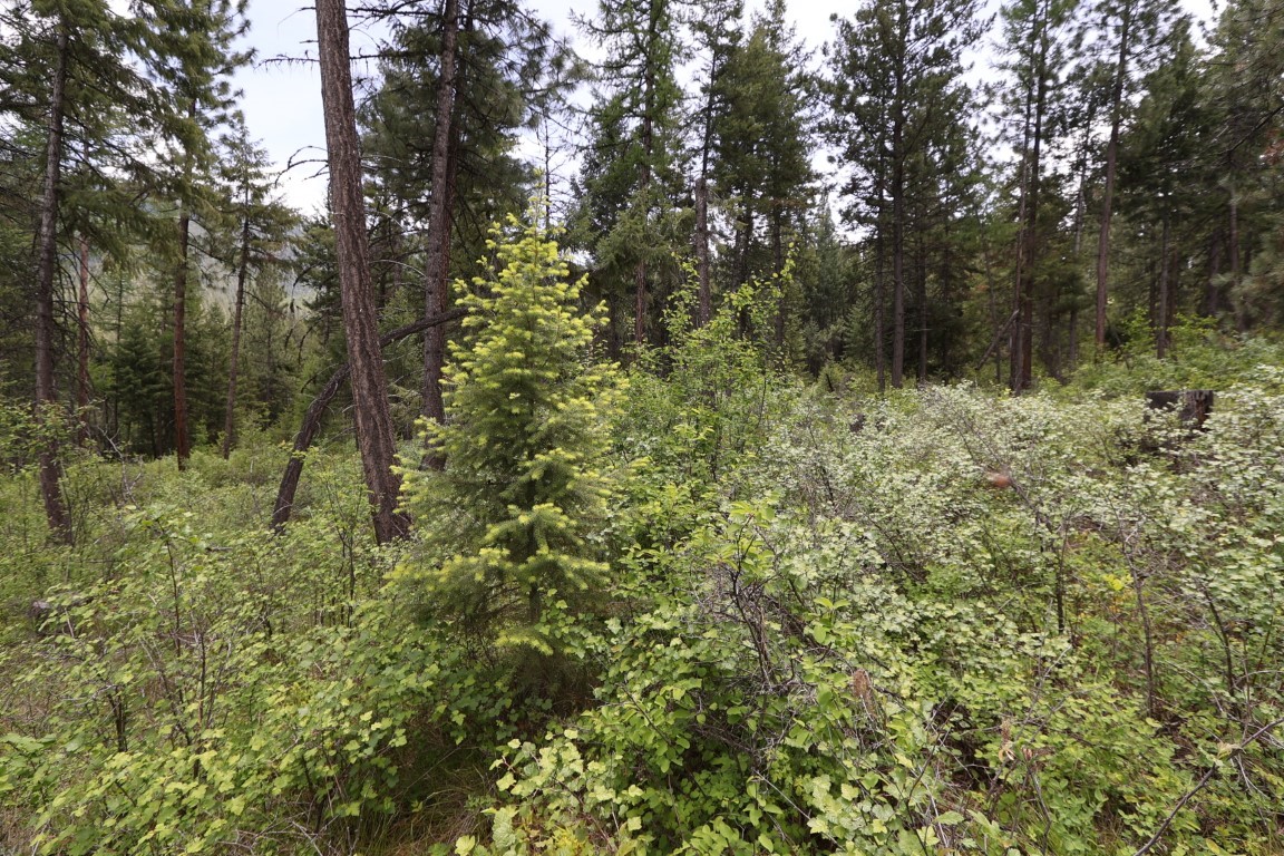 NHN Tract 1B E Fork Combest Creek Road