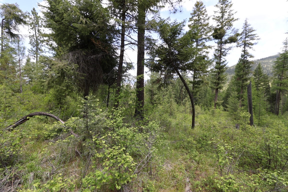 NHN Tract 1B E Fork Combest Creek Road