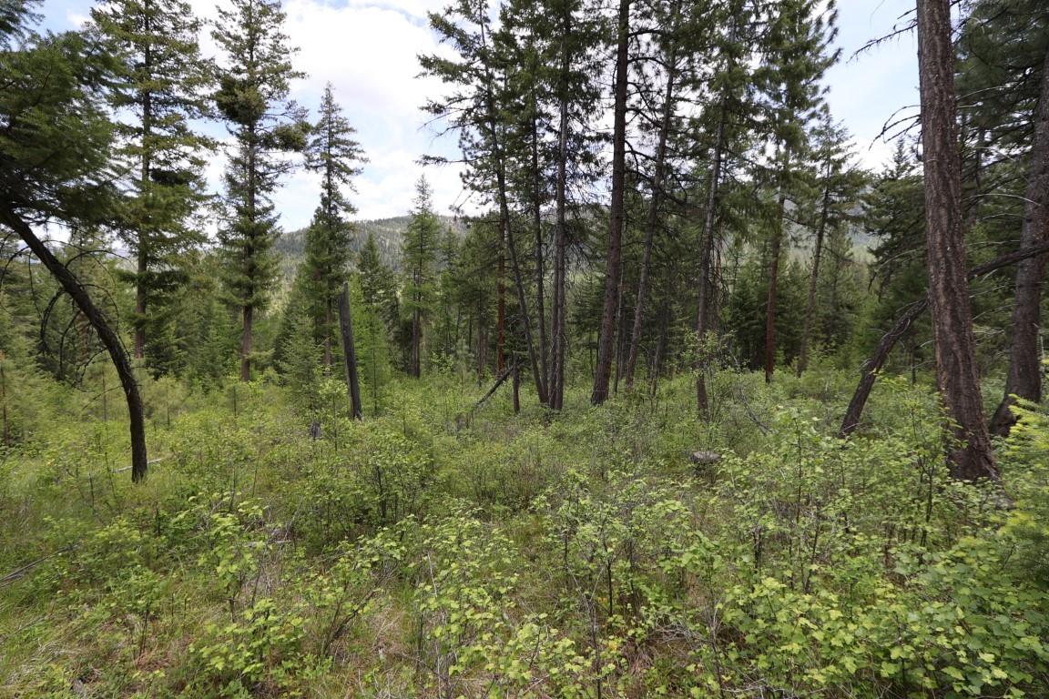 NHN Tract 1B E Fork Combest Creek Road