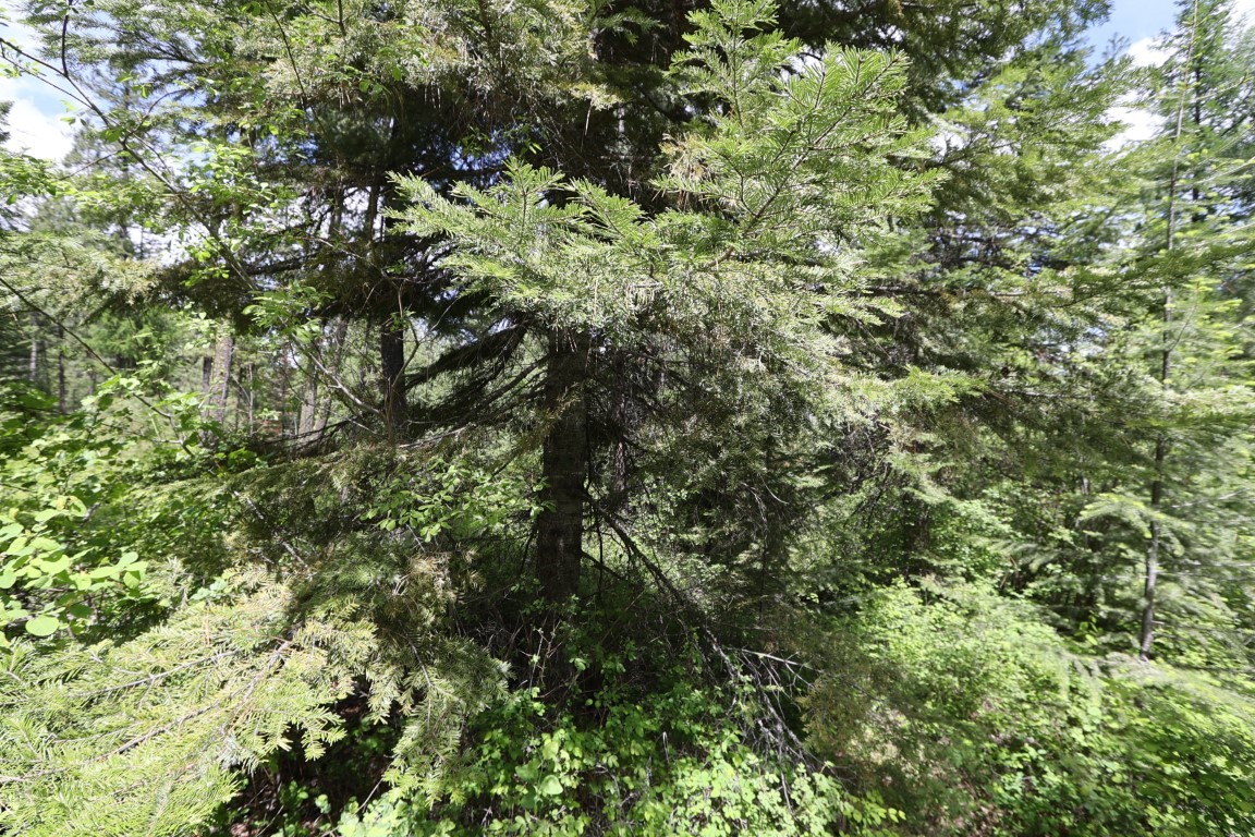 NHN Tract 1B E Fork Combest Creek Road