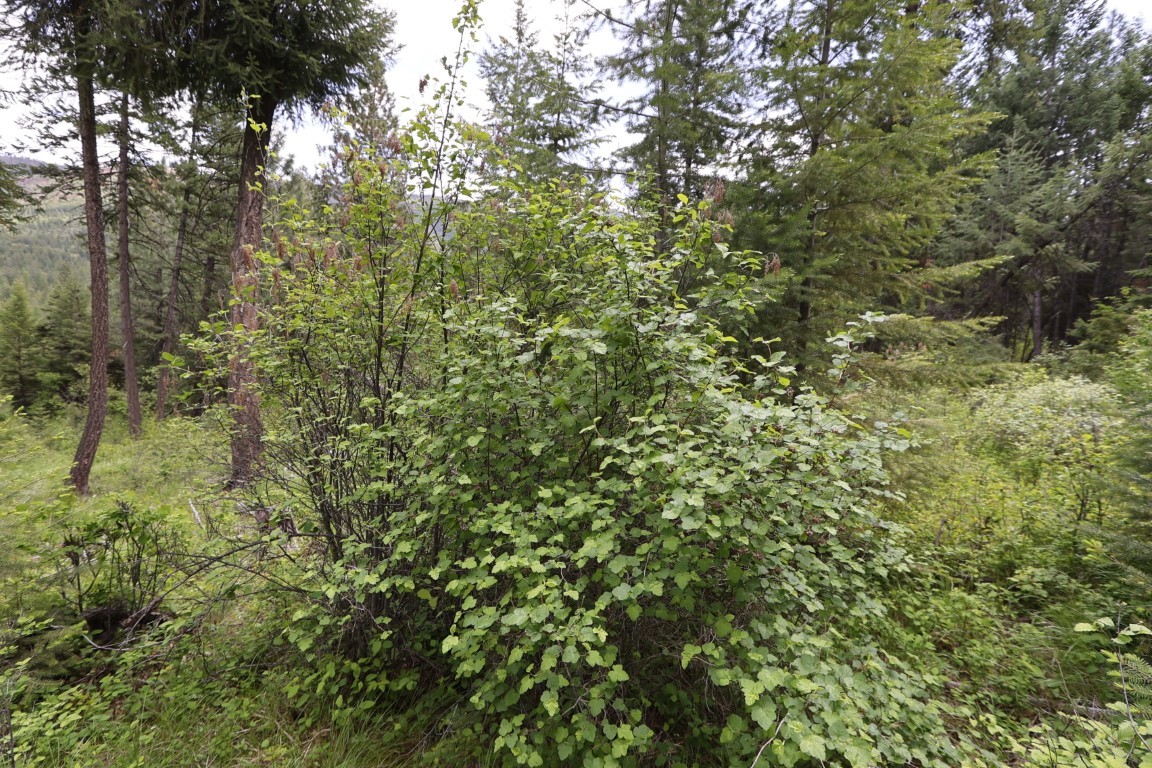 NHN Tract 1B E Fork Combest Creek Road