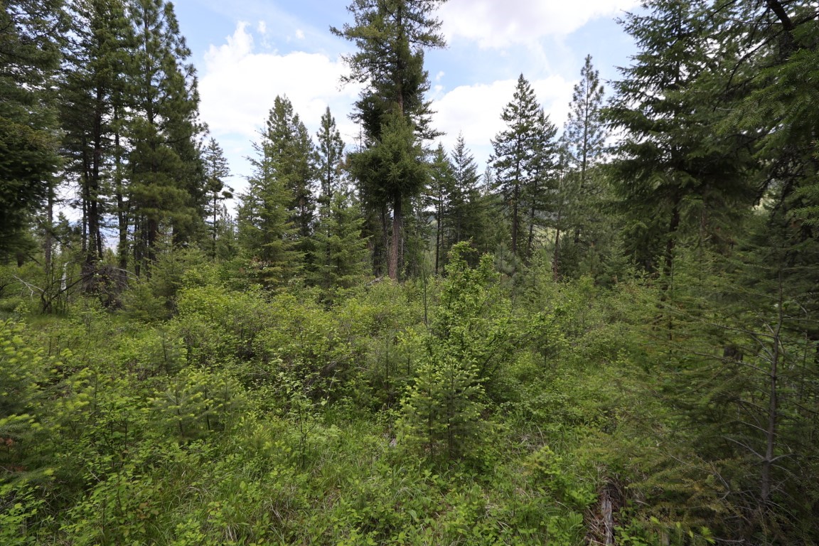 NHN Tract 1B E Fork Combest Creek Road