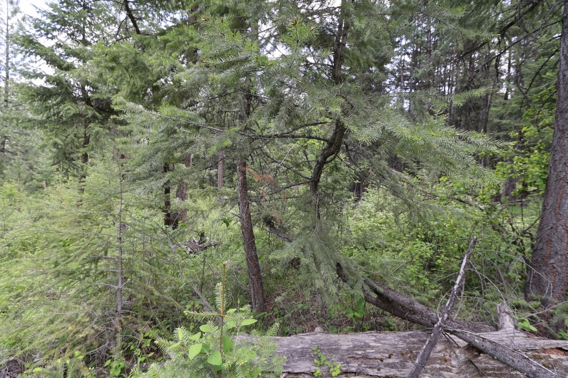 NHN Tract 1B E Fork Combest Creek Road