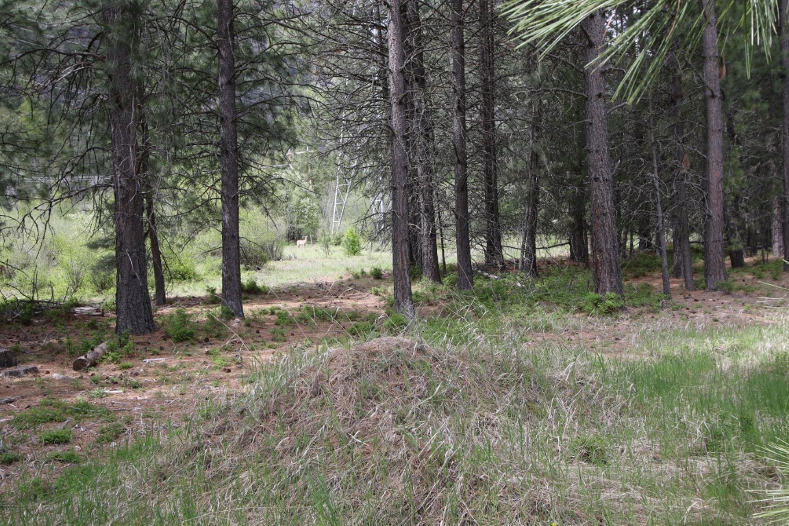 Wooded vacant land with tall pines surrounding a grassy clearing.
