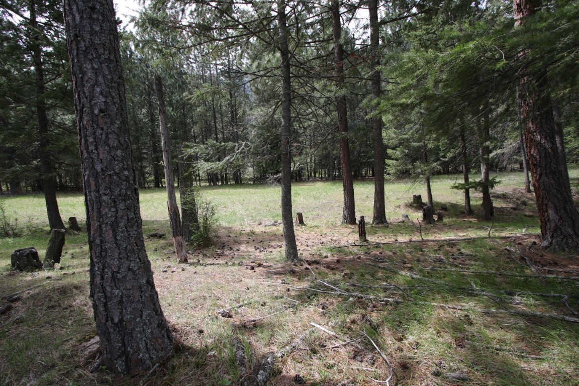 Wooded land with a grassy clearing surrounded by tall pine trees and scattered stumps.