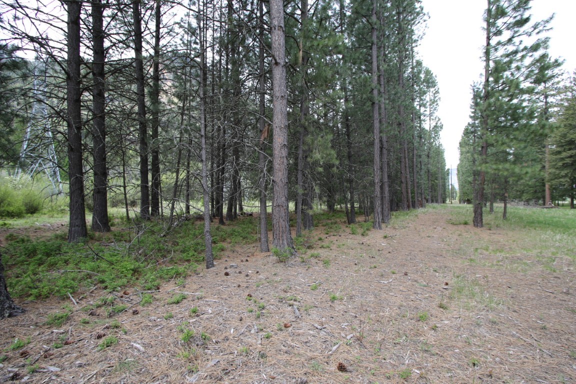 Wooded land with tall pine trees and a lightly cleared strip through the trees.