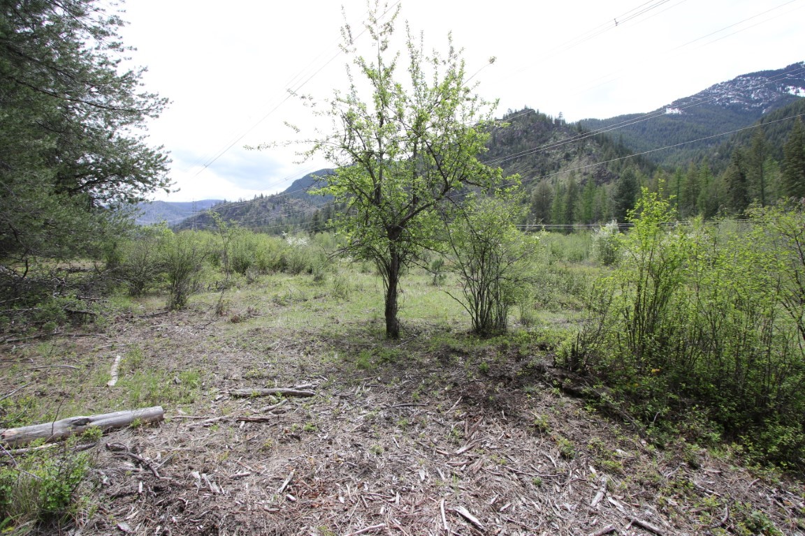 Undeveloped wooded tract with brush, a central tree, and forested mountains in the background.