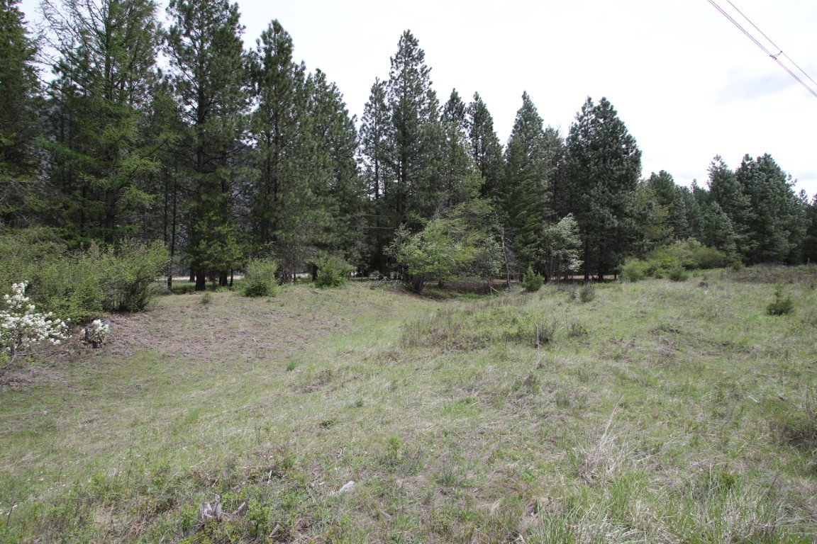 Grassy vacant lot bordered by tall pine trees, with utility lines overhead.